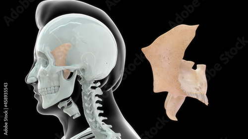 human sphenoid bone anatomy 3d illustration