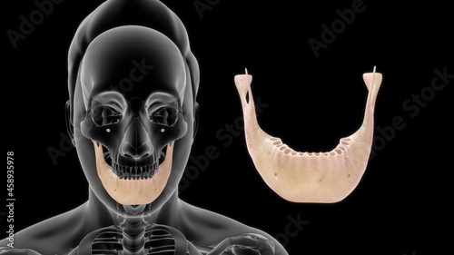 Картината върху платно human mandible anatomy 3d illustration