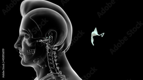 human medial wall of middle ear 3d illustration