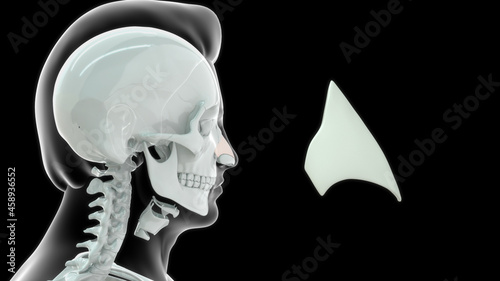 human nose lateral cartilage bone anatomy 3d illustration