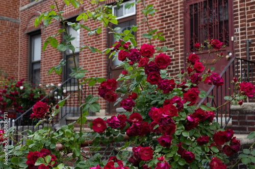 Beautiful Red Rose Bush in front of a Row of Brick Residential Buildings in Astoria Queens New York