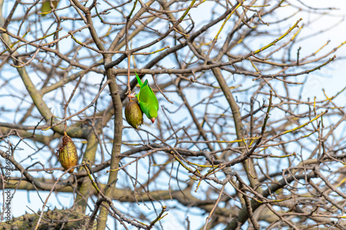 Green parrot perched on some branches