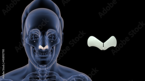 human greater alar cartilage bone anatomy 3d illustration