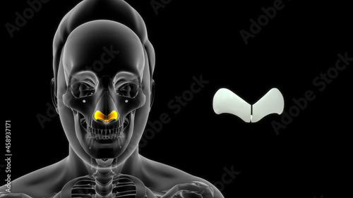 Fotografie human greater alar cartilage bone anatomy 3d illustration