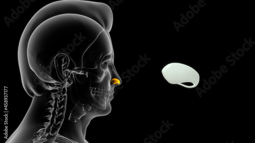 Fotografie human greater alar cartilage bone anatomy 3d illustration