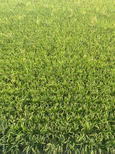 green rice grass farm background