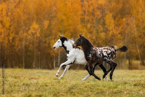 Foto Two foals playing in the field in autumn