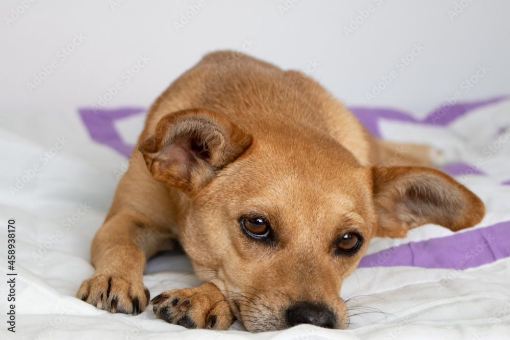 Cute little mixed-breed dog with sad eyes lying down on white blanket at home and looking at the camera