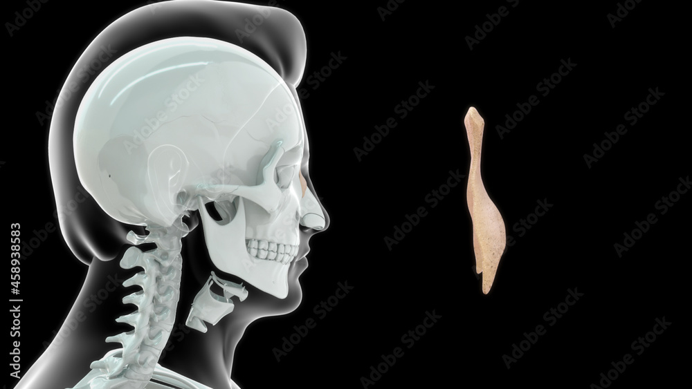 Nasal Bone in human skull 3d illustration Nasal Bone in human skull 3d illustration