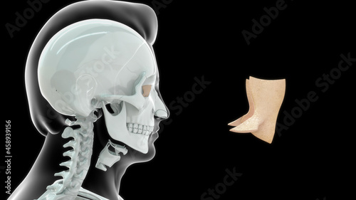 Lacrimal bone-a small bone forming part of the eye socket.