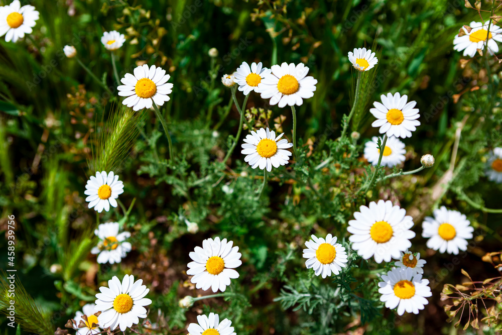 Daisy bloom time Daisy bloom time