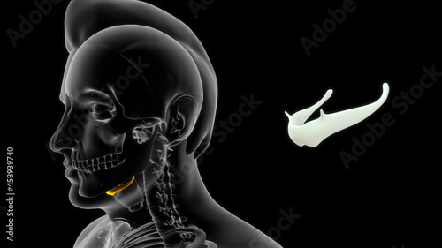 Fototapeta Naklejka Na Ścianę i Meble -  The hyoid bone is a ‘U’ shaped structure located in the anterior neck.