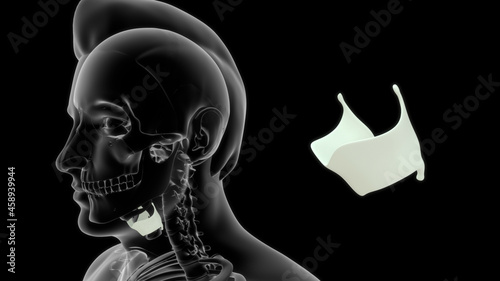 The thyroid cartilage is a hyaline cartilage structure that sits in front of the larynx and above the thyroid gland.