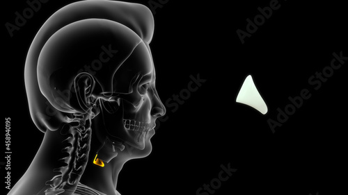 cricoid cartilage is to provide attachments for the cricothyroid muscle ...