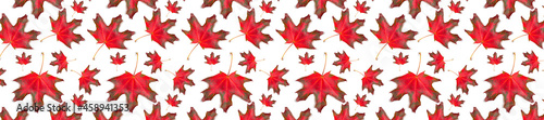 Autumn pattern for design. Panorama pattern red maple leaf autumn isolation white background.