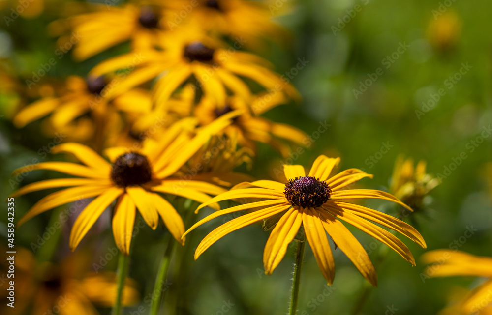 Rudbekia błyskotliwa pod koniec lata. Rudbekia błyskotliwa pod koniec lata.