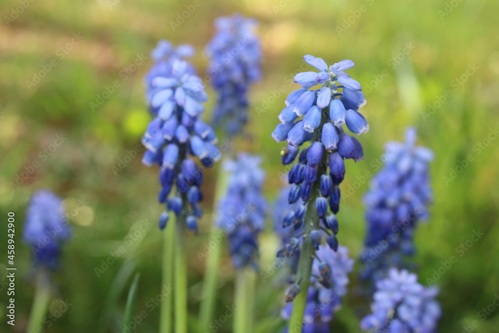 Szafirek Muscari  - obrazy, fototapety, plakaty 