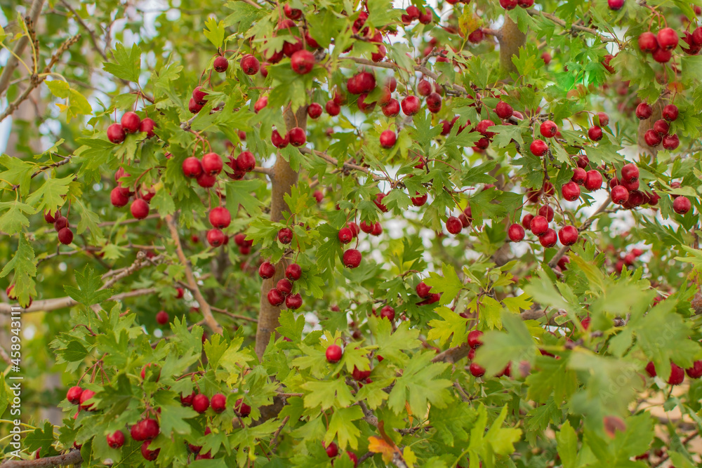 Red fruit of Crataegus monogyna, known as hawthorn or single-seeded hawthorn ( may, mayblossom, maythorn, quickthorn, whitethorn, motherdie, haw ) Red fruit of Crataegus monogyna, known as hawthorn or single-seeded hawthorn ( may, mayblossom, maythorn, quickthorn, whitethorn, motherdie, haw )