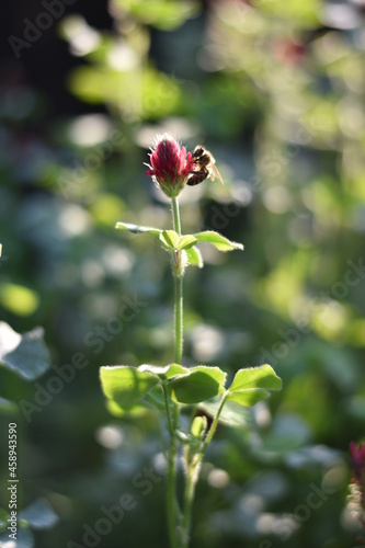 Blühender Inkarnat-Klee (Trifolium incarnatum)