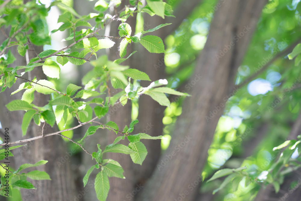 Obraz premium Natur - Blumen - Blätter - Blüten - Bäume