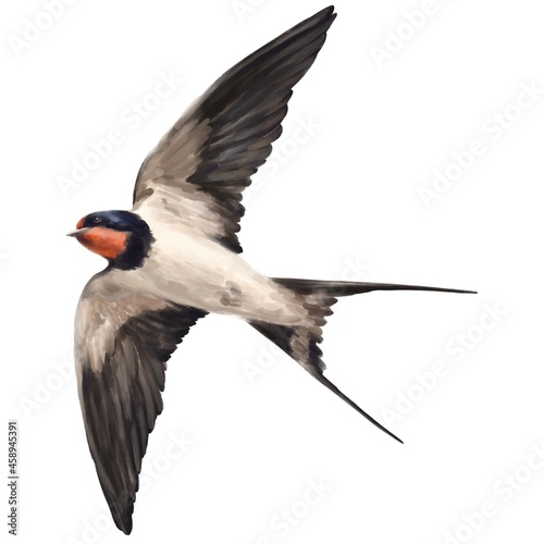 Bird Swallow photo