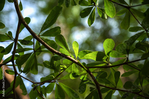 Beautiful trees in the summer forest. Tree with green leaves where sunlight shines on the leaves against the sunny sky. Natural background. Beauty world.