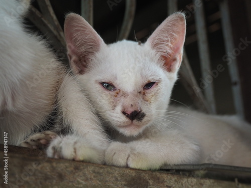 Bild auf Leinwand White kittens suffer from cat flu and festering sore eye, Cat disease concept