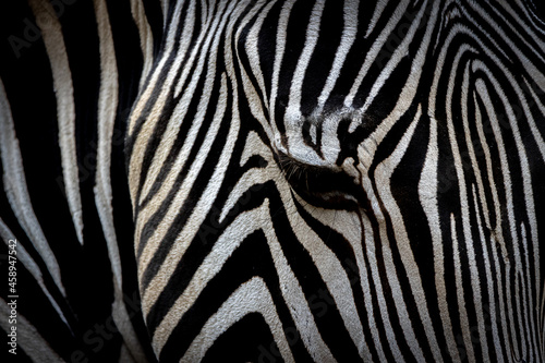 closeup portrait of a zebra