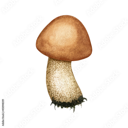 Watercolor vector Wild Edible Forest Mushroom. Brown Birch Bolete (Leccinum scabrum). Fall season boletus. Autumn Harvest natural ingredient. Hand drawn element isolated for menu, label, wrap, package