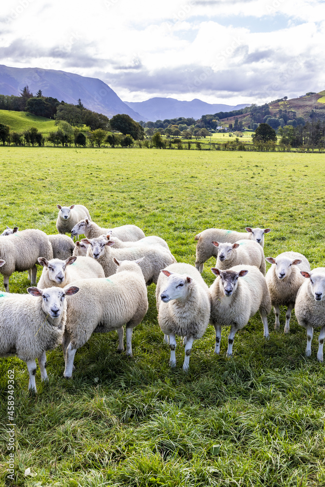 Obraz premium A field of sheep in the English Lake District in Lorton Vale at Armaside, Cumbria UK