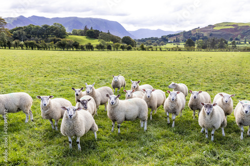 Fototapeta Naklejka Na Ścianę i Meble -  A field of sheep in the English Lake District in Lorton Vale at Armaside, Cumbria UK
