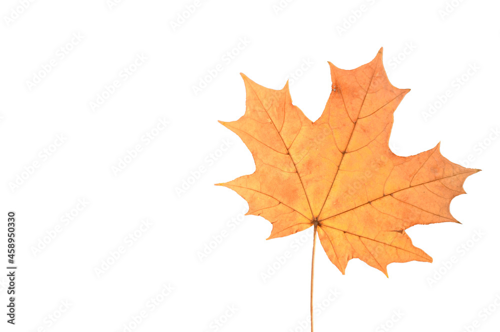 Yellow maple leaf on white background. Copy space. Yellow maple leaf on white background. Copy space.
