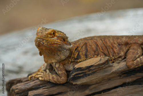 lizard on a tree