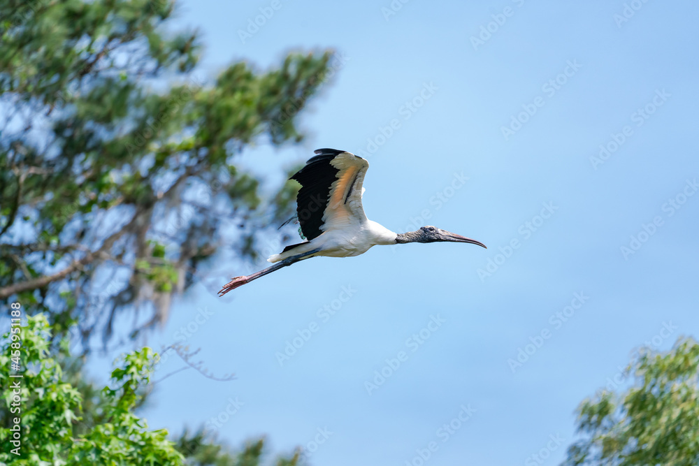 Wood Stork flying over trees at stork rookery at Harris Neck Wildlife Refuge in Georgia. Wood Stork flying over trees at stork rookery at Harris Neck Wildlife Refuge in Georgia.