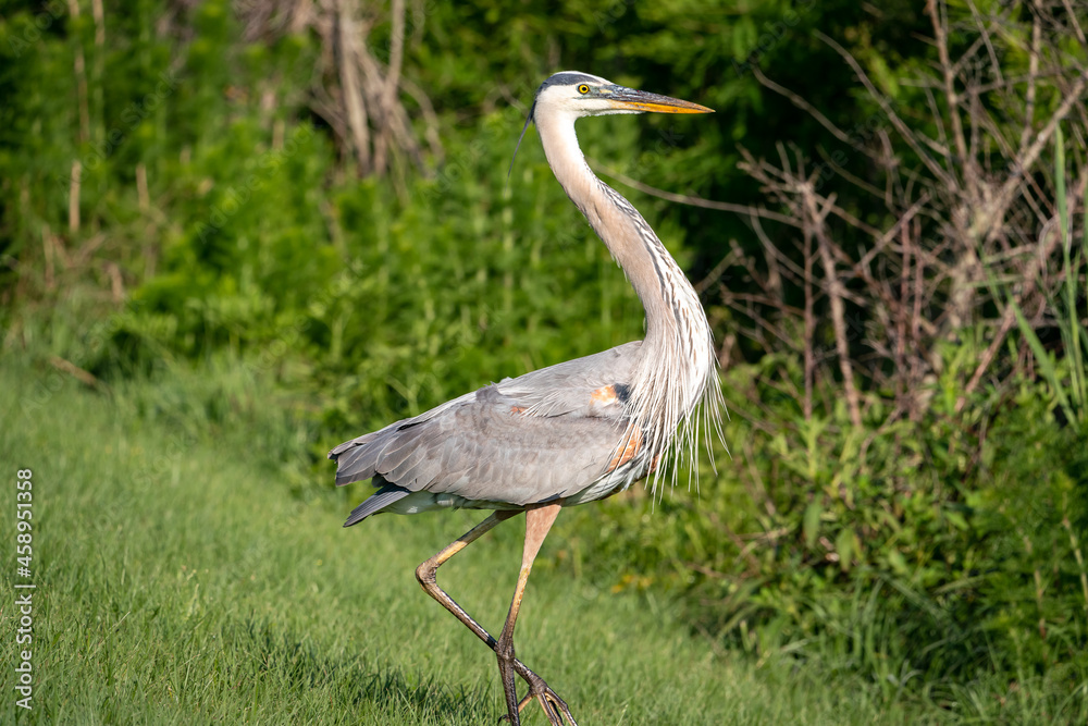 Fototapeta premium Blue Heron walking downhill at Sweetwater wildlife refuge in Gainesville Florida.