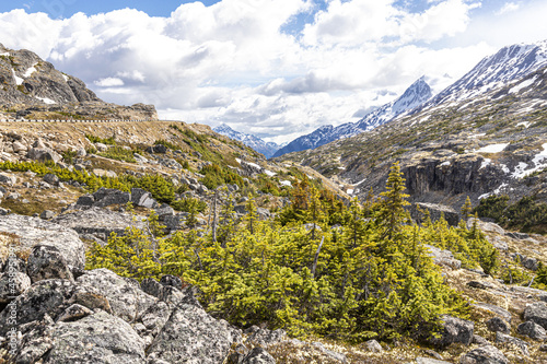 A view in early June on the Canada/USA border beside the Klondike Highway NE of Skagway, Alaska, USA