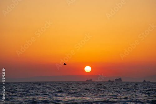 sunset with a seabird in Japan  Irago. 