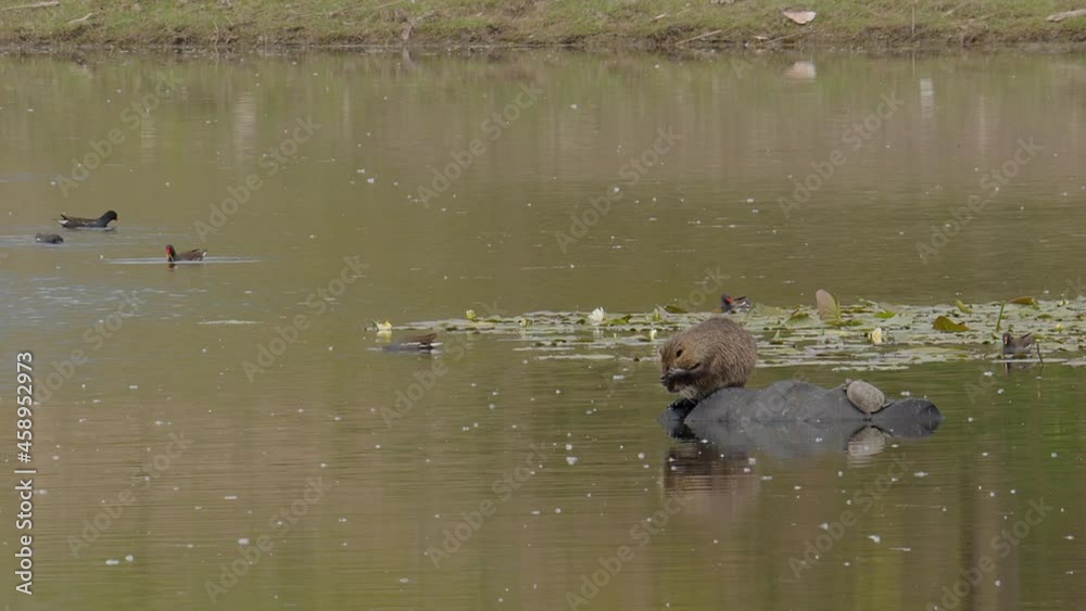 A Coypu, aka Nutria, sits on a half submerged tractor tire next to a basking Balkan Pond Turtle, grooming, cleaning and scratching his fur on a small lily pond at Lake Kerkini in Greece. Wide shot. A Coypu, aka Nutria, sits on a half submerged tractor tire next to a basking Balkan Pond Turtle, grooming, cleaning and scratching his fur on a small lily pond at Lake Kerkini in Greece. Wide shot.