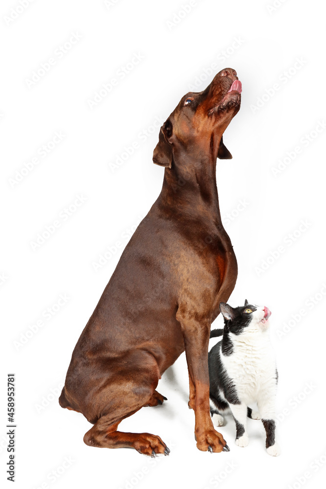 Obraz premium Sitting Doberman looking up and licking his lips with a black and white cat who licking his lips isolated on white 