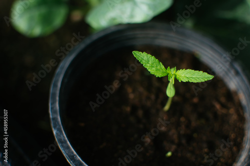 Marijuana seedling in plastic pot, macro shot. Shallow DOF.