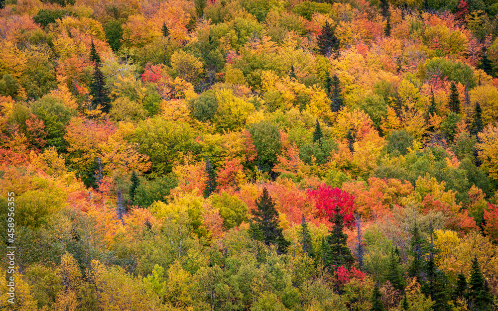 Typical fall colours in an eastern Canadian mixed wood forest. Typical fall colours in an eastern Canadian mixed wood forest.