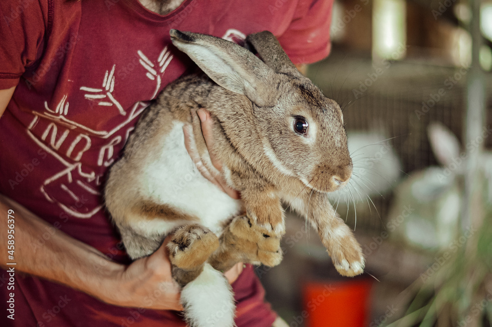 Naklejka premium rabbit in the hand