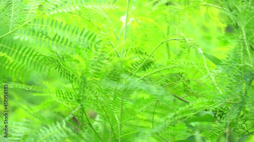 Video 4K : movement trembled in the violent wind of the bright green acacia leaves or Leucaena leucocephala. photo