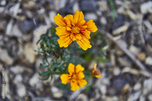 mystic rose or paper flower, Zinnia, yellow, orange flower on soil filled with tree biruta and thin branches. Two flowers seen from above coming out of a small plant. photo