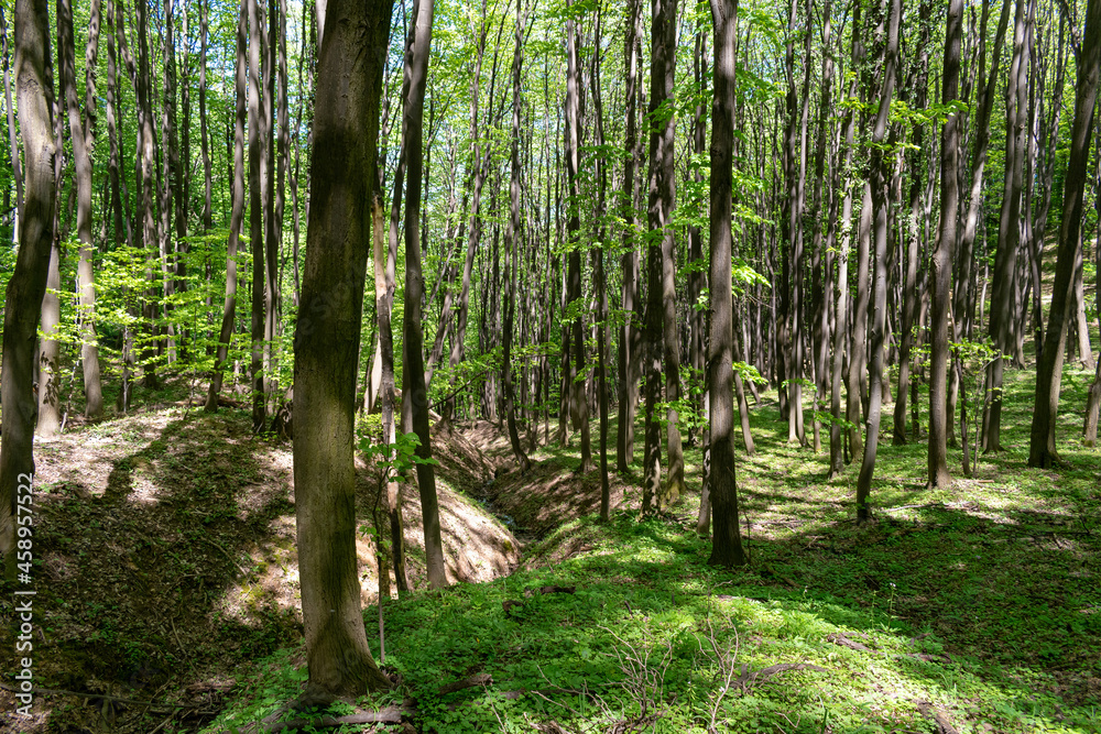 Trees in National Park Fruska Gora in Serbia, spring Trees in National Park Fruska Gora in Serbia, spring