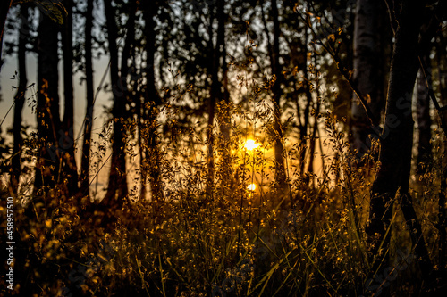 sunset in the forest