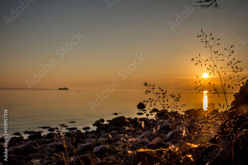 sunset in the forest