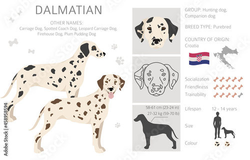 Dalmatian dogs clipart. Different poses, coat colors set