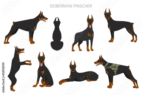 Doberman pinscher dogs clipart. Different poses, coat colors set