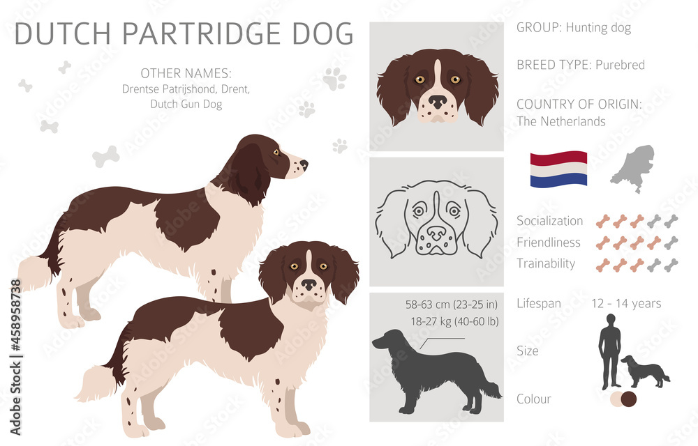 Dutch partridge dog clipart. Different poses, coat colors set